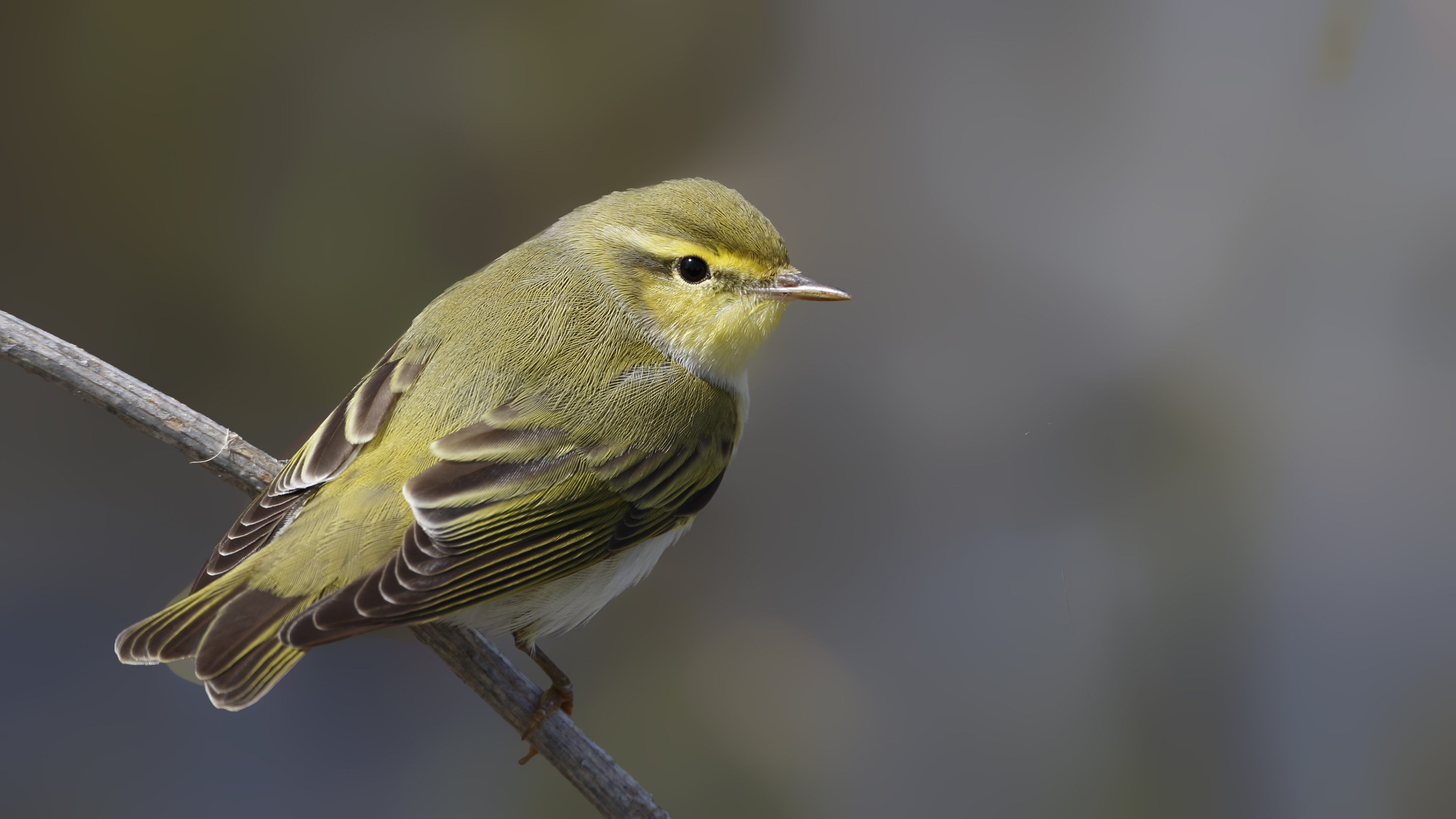 Wood Warbler